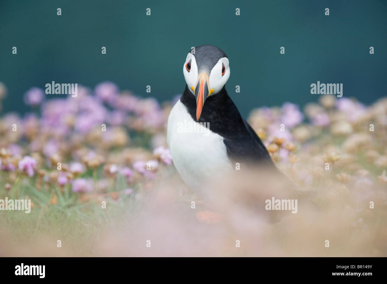 Frailecillo atlántico (Fratercula arctica) en flores silvestres, saltee islas, Irlanda Foto de stock