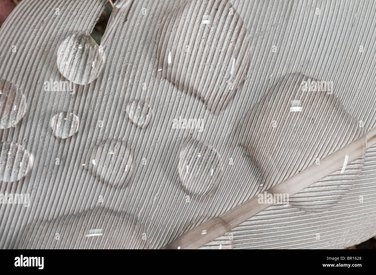 Gotas de agua sobre una pluma de gaviota, Elliston, Newfoundland, Canadá Foto de stock