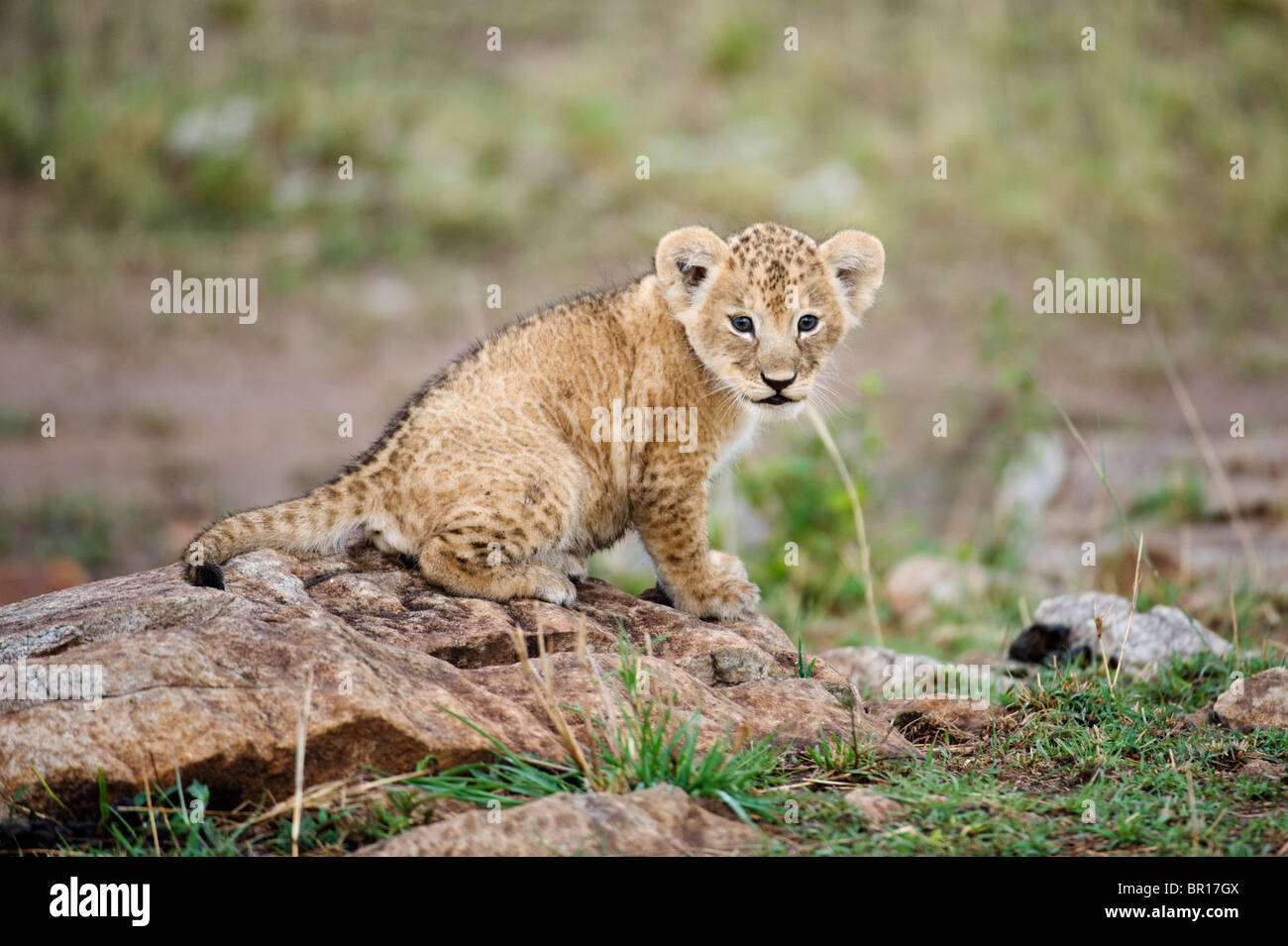 Cachorro de león (Panthero leo), Parque Nacional de Serengueti, Tanzania Foto de stock