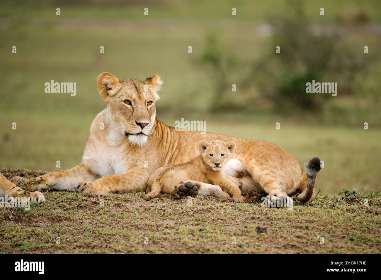 Con cub Panthero León (LEO), Parque Nacional de Serengueti, Tanzania Foto de stock