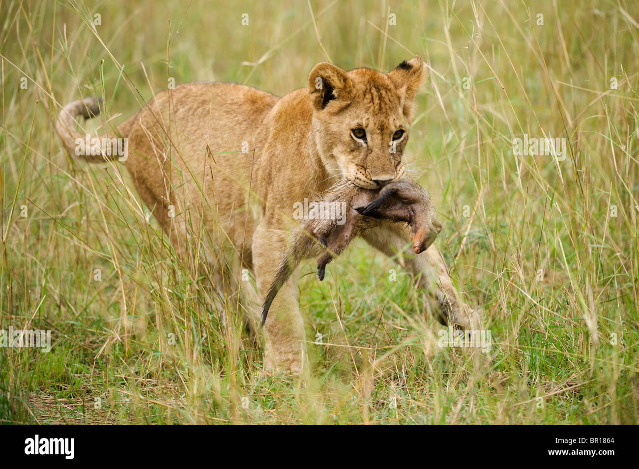 Cachorro de león con una mangosta anillados Panthero kill (LEO), Parque Nacional de Serengueti, Tanzania Foto de stock