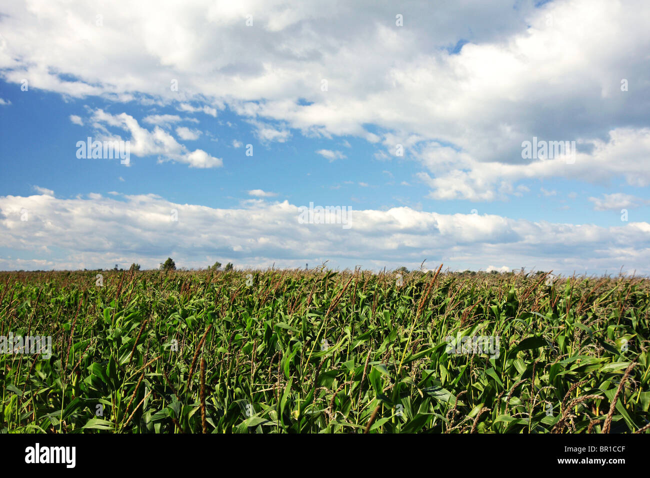 Campo de maíz en verano Foto de stock