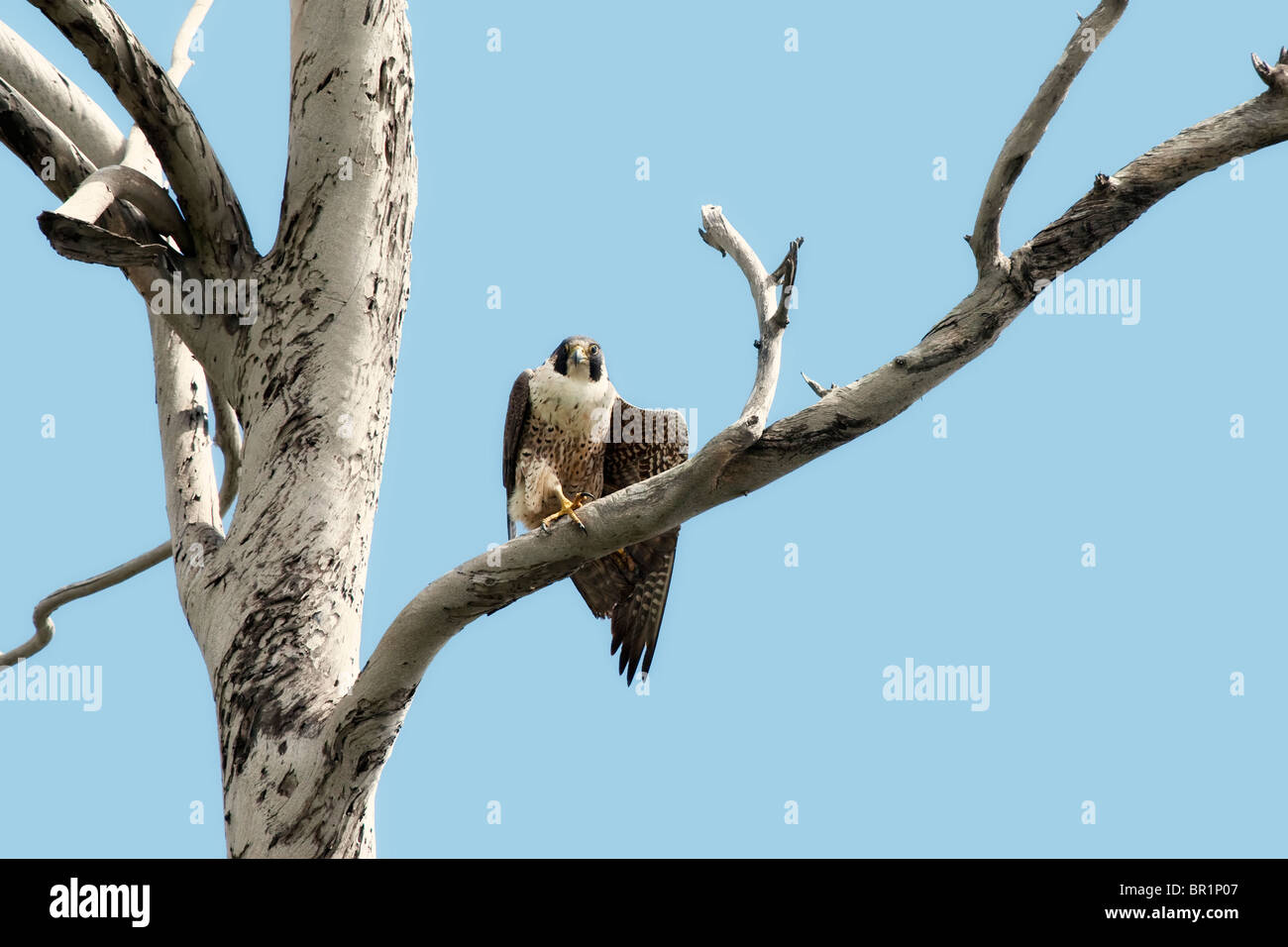 El Halcón peregrino (Falco peregrinus) posado sobre rama desnuda con un ala  abierta Fotografía de stock - Alamy