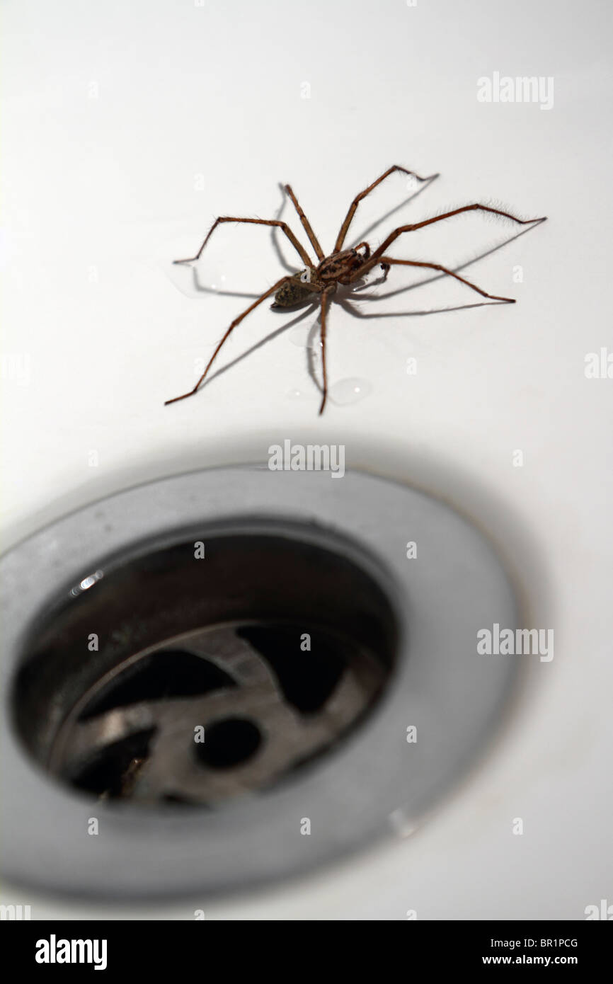 Casa / Baño: araña Tegenaria Duellica (AKA Tegenaria gigantea) junto a para desagües Foto de stock