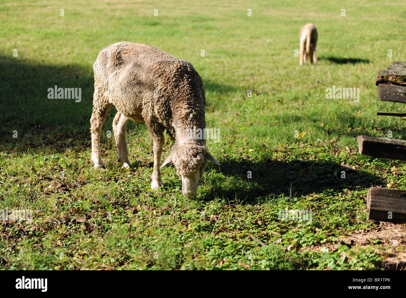 Las ovejas y corderos que pastan durante el día soleado Foto de stock