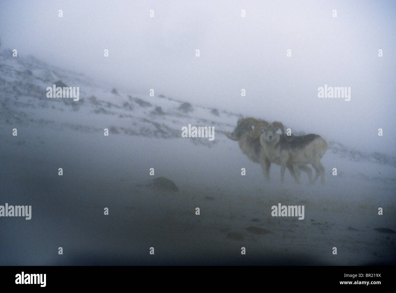 Marco Polo ovejas en tormenta, Gorno-Badaksha, Tayikistán Foto de stock