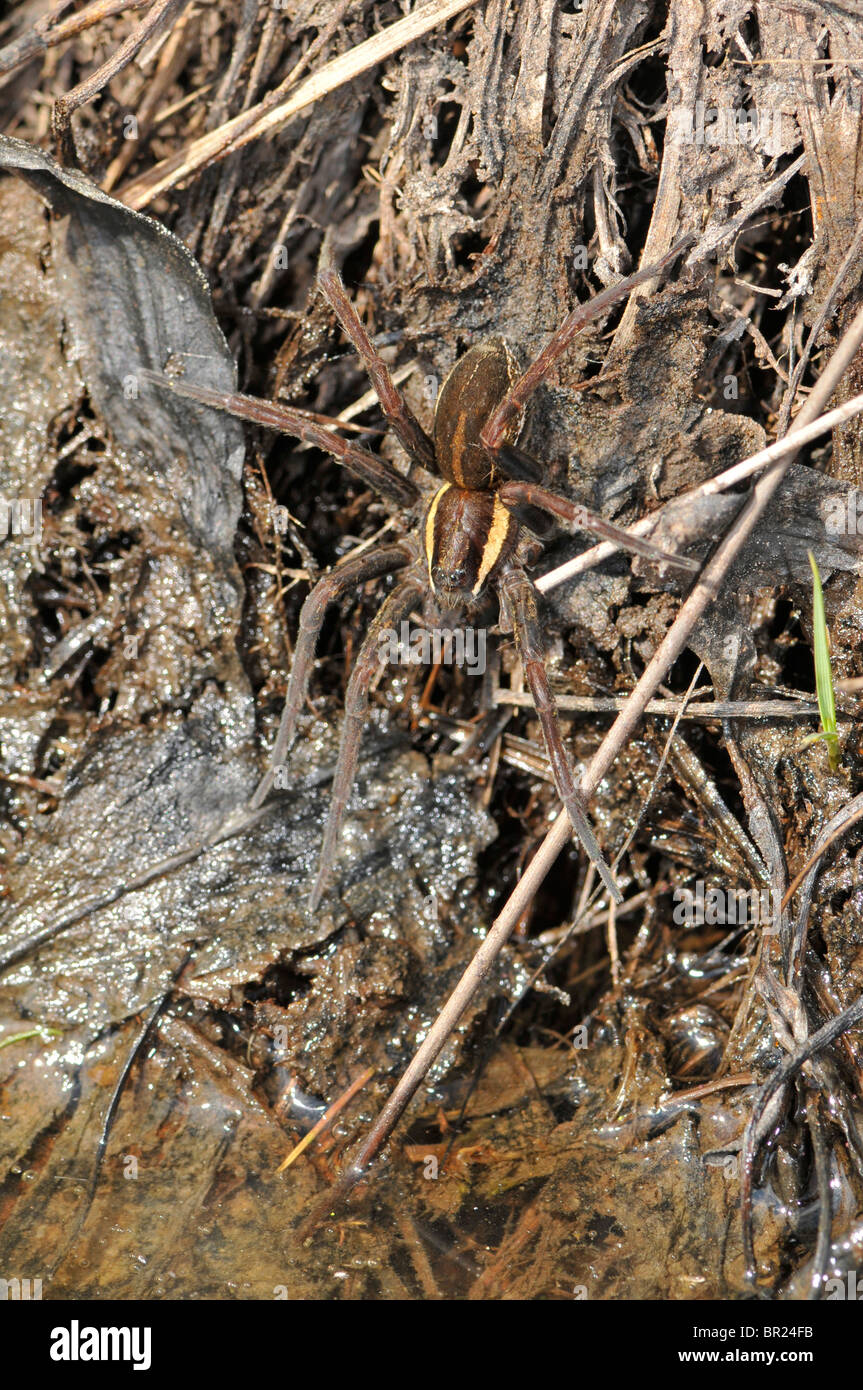 Balsa: araña Dolomedes fimbriatus Foto de stock
