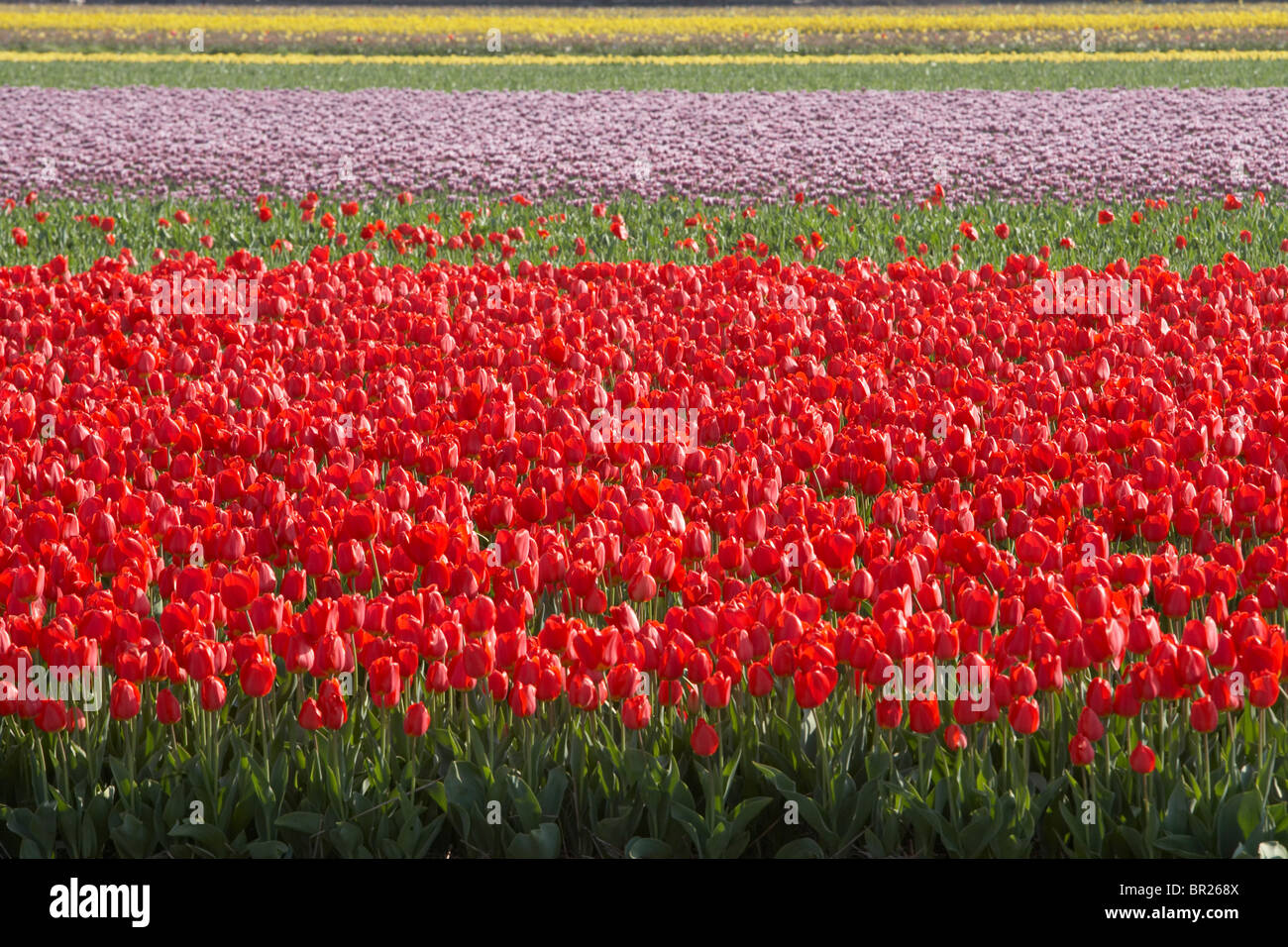 Tulipanes rojos en Delf, Holanda. Foto de stock