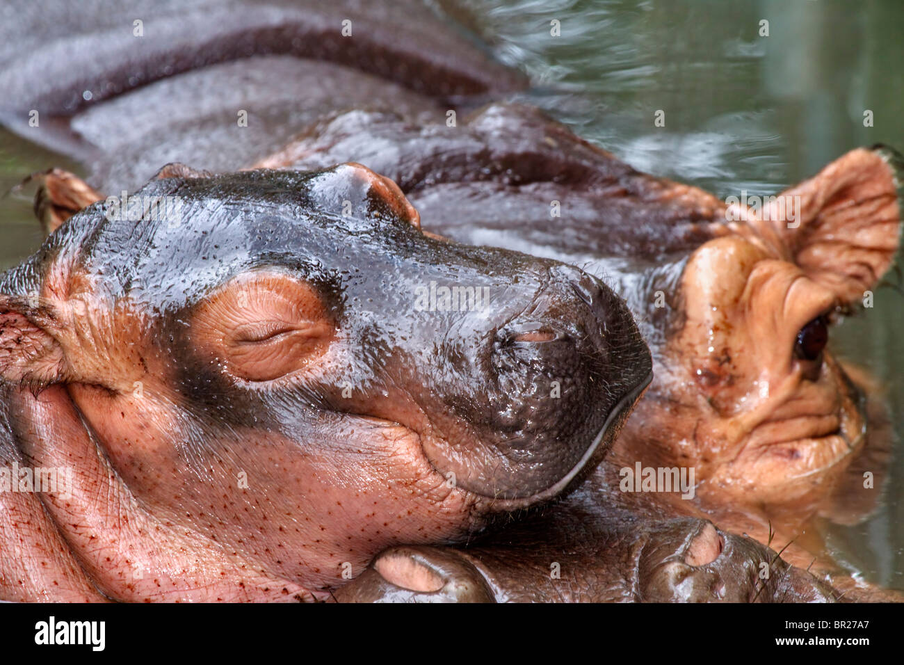 Bebé hipopótamo descansando apoyado por su madre Foto de stock