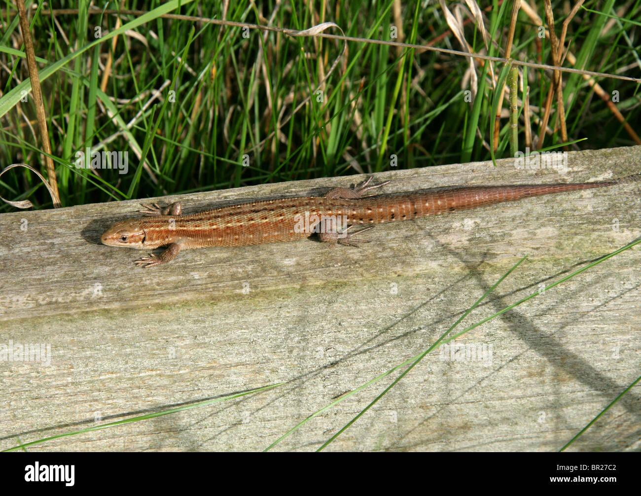 Hembra común o lagarto, Ovíparos Zootoca vivipara (antiguamente Lacerta vivipara), Lacertidae, Lacertilia, Reptilia Squamata,. Foto de stock