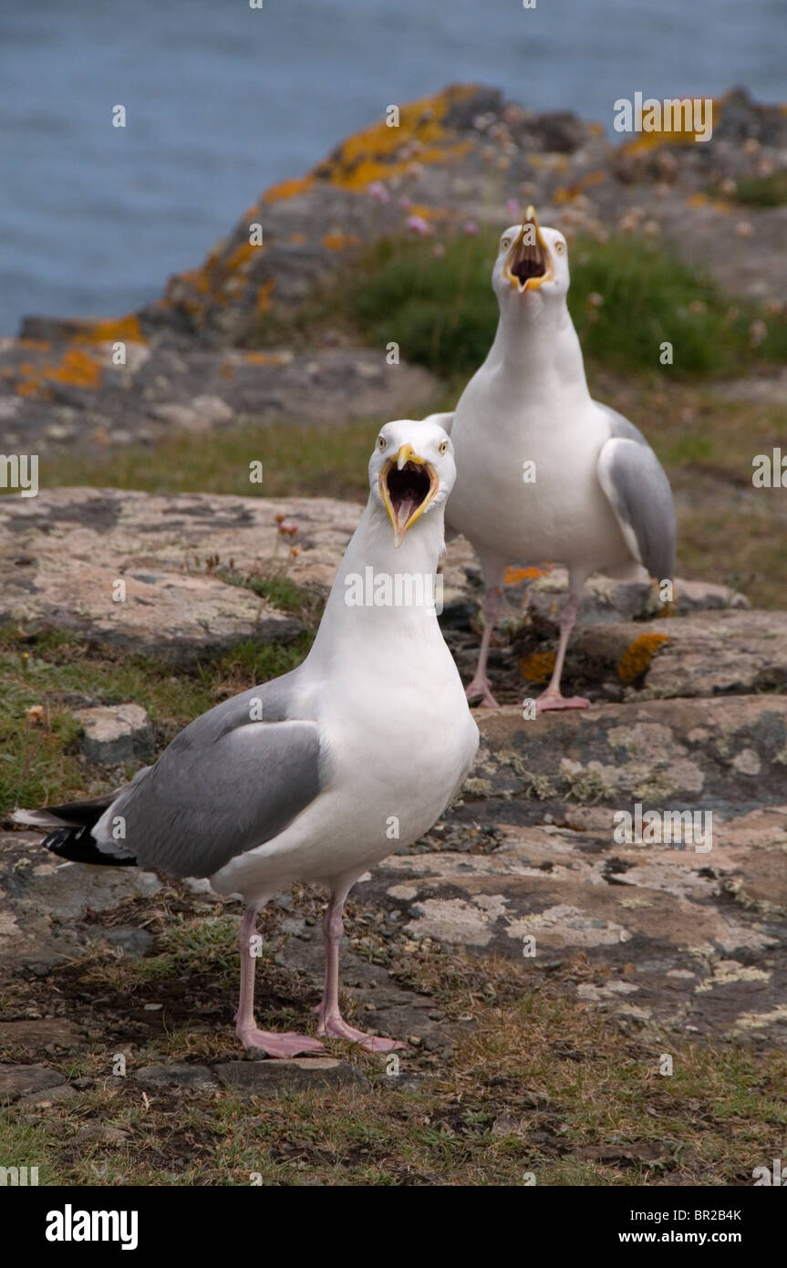 Arenque Gaviotas Larus argentatus llamando a un acantilado de Cornualles Cornualles Inglaterra Foto de stock