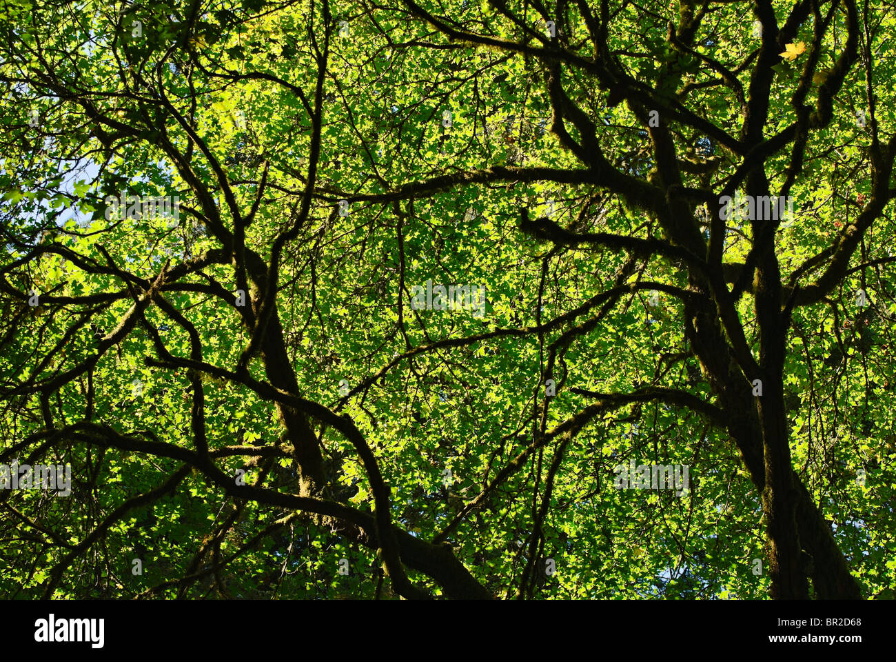 Árboles retroiluminado con luz solar en California. Foto de stock
