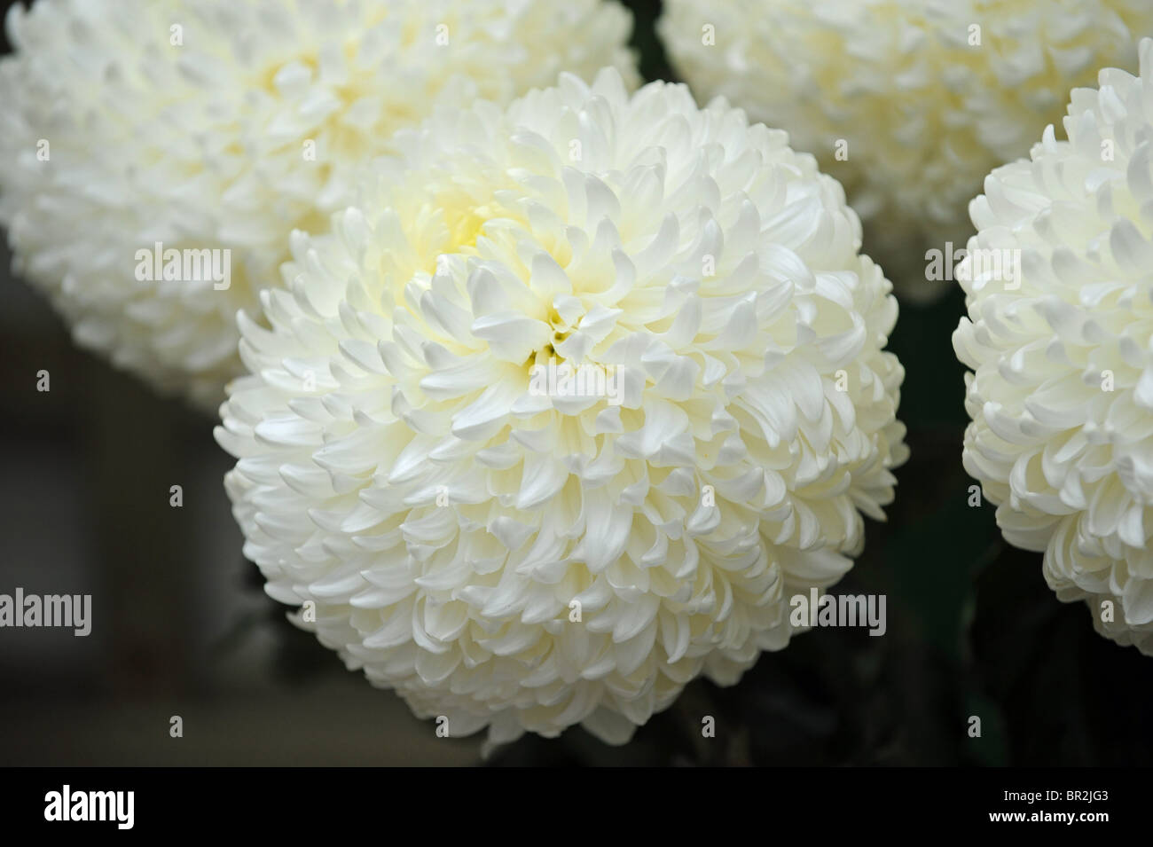 Dalias blancas en plena floración en mostrar UK Fotografía de stock - Alamy