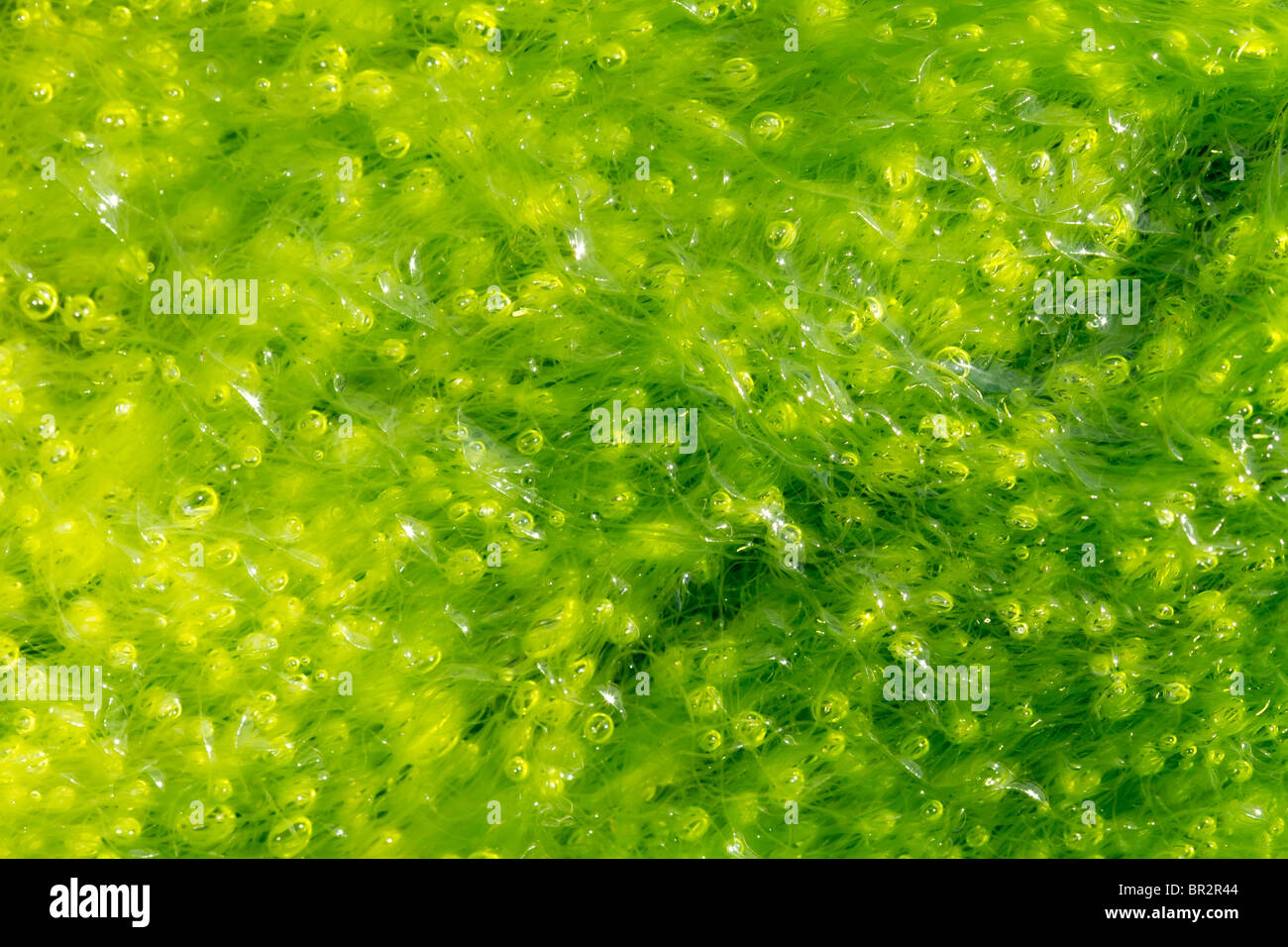Antecedentes alga ulva con burbujas con marea baja. Foto de stock