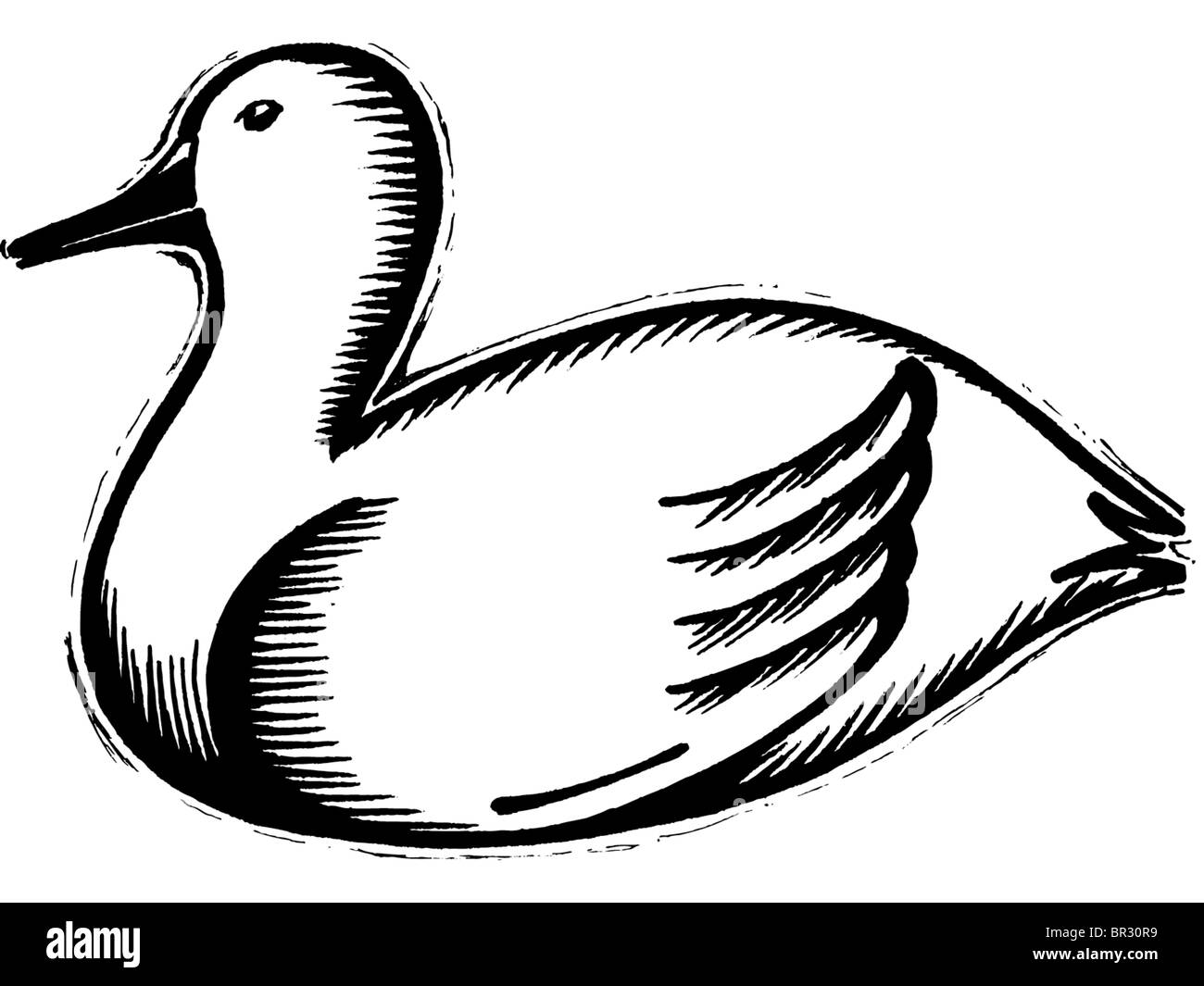 Dibujos animados de pato Imágenes de stock en blanco y negro - Alamy Dibujos animados de pato Imágenes de stock en blanco y negro - Alamy