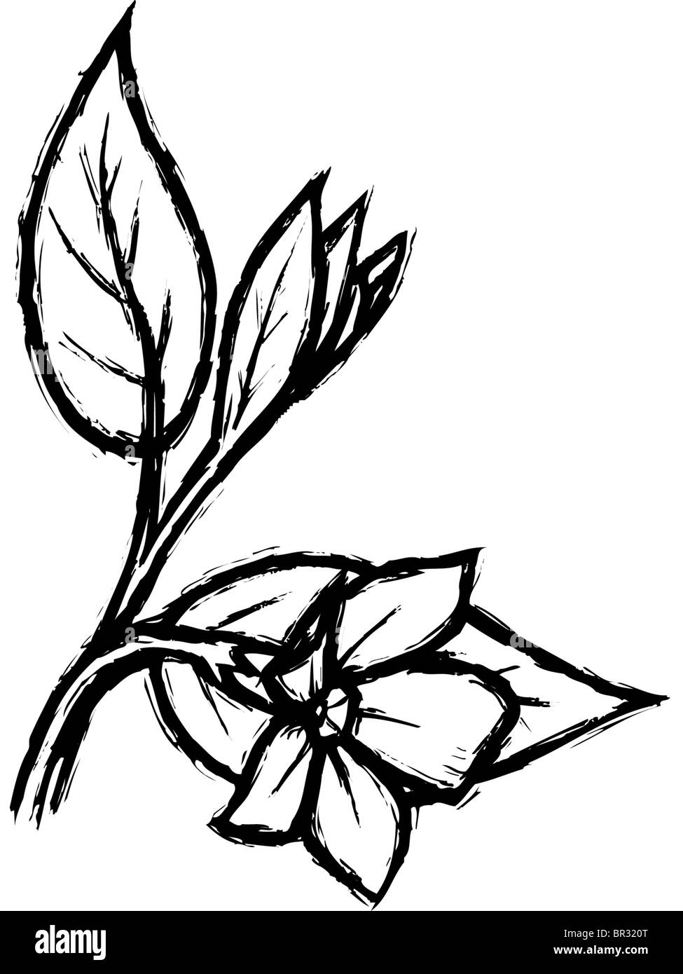 Un dibujo en blanco y negro de la flor y hojas Fotografía de stock - Alamy Un dibujo en blanco y negro de la flor y hojas Fotografía de stock - Alamy