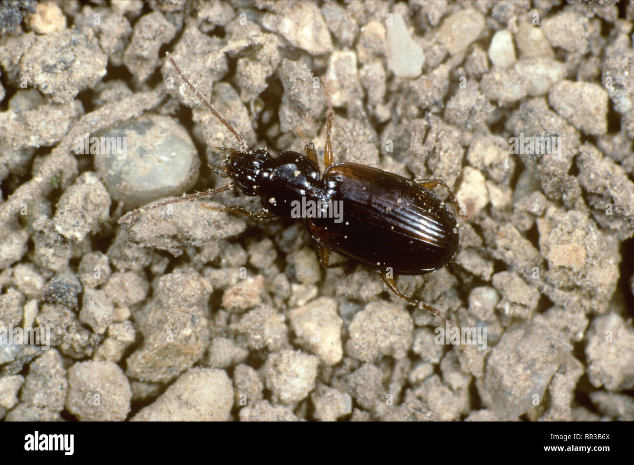 Tierra Trechus depredadores escarabajo (sp). Foto de stock