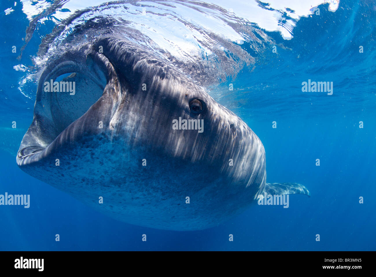 Un tiburón ballena roza la superficie en busca de un festín de plancton. Foto de stock