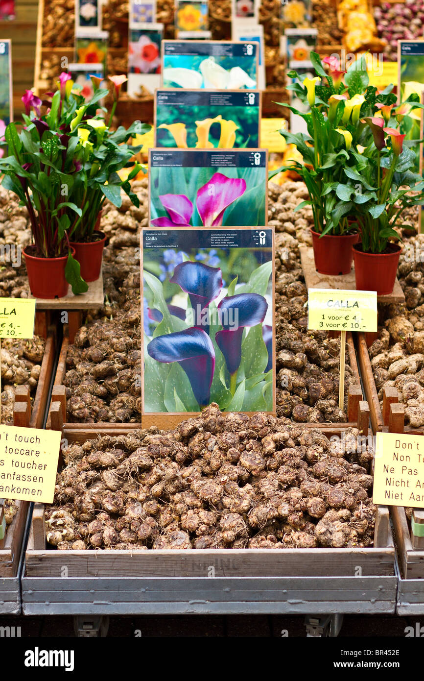 Mercado de flores de lirio fotografías e imágenes de alta resolución - Alamy