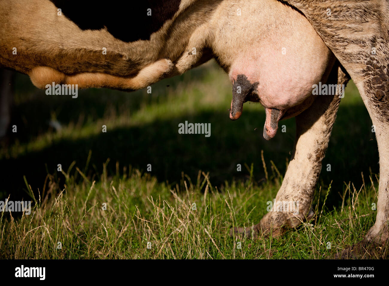 Cerca de la ubre de la vaca sucios con moscas en todo Foto de stock
