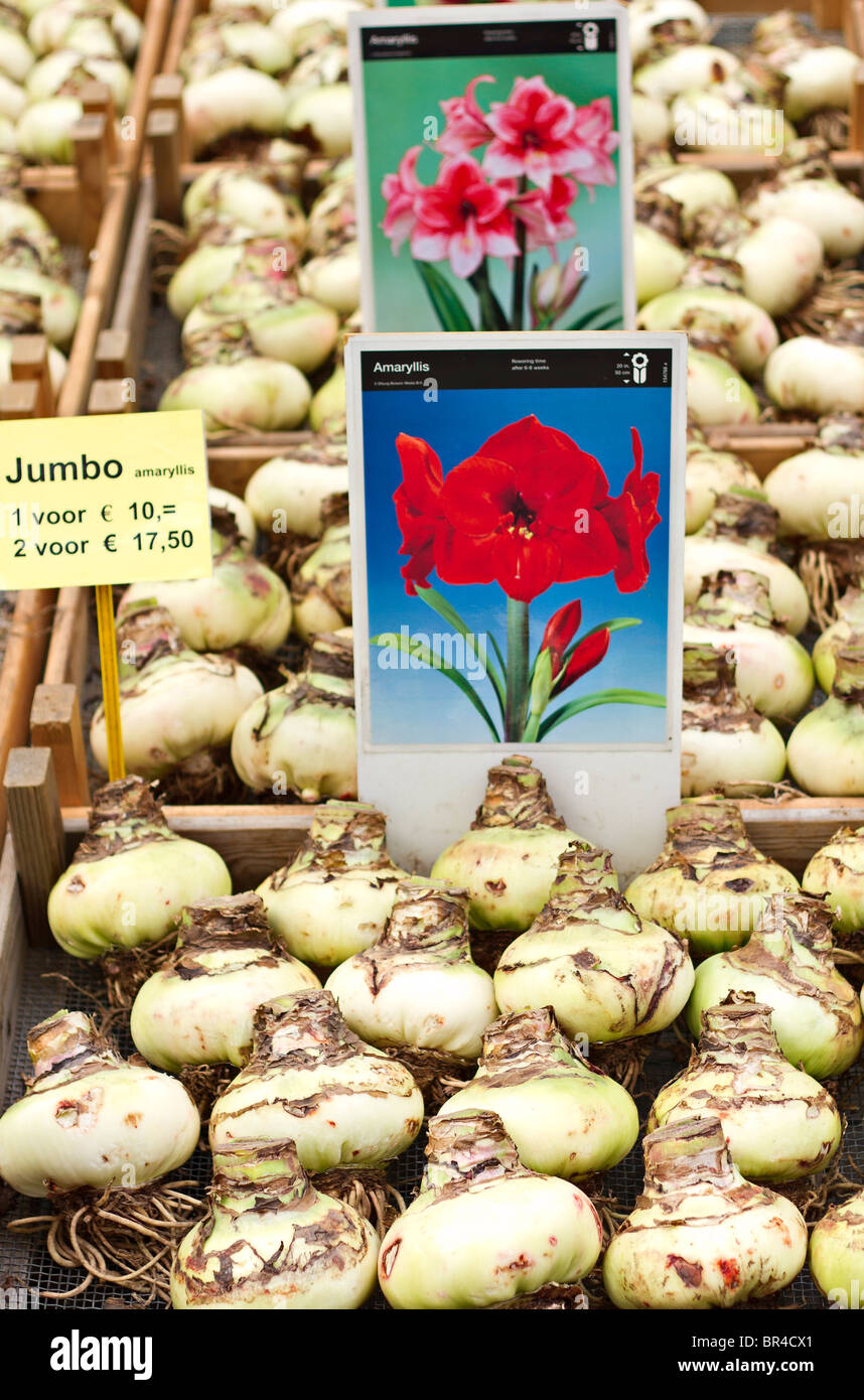 Bulbos de amarilis Bloemenmarkt en en el mercado de flores de Amsterdam, Holanda Fotografía stock Alamy