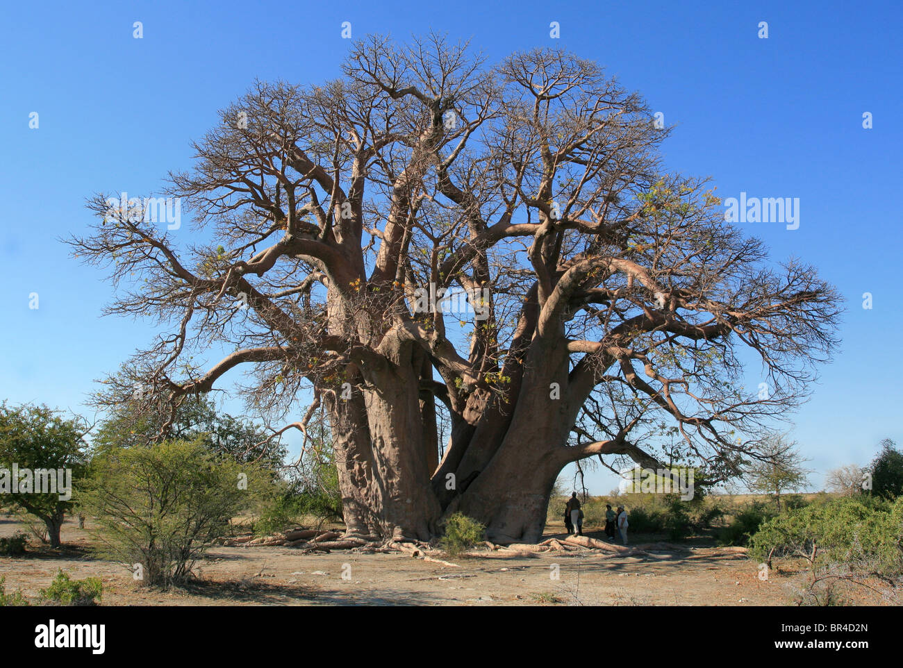 Chapman Baobob Foto de stock