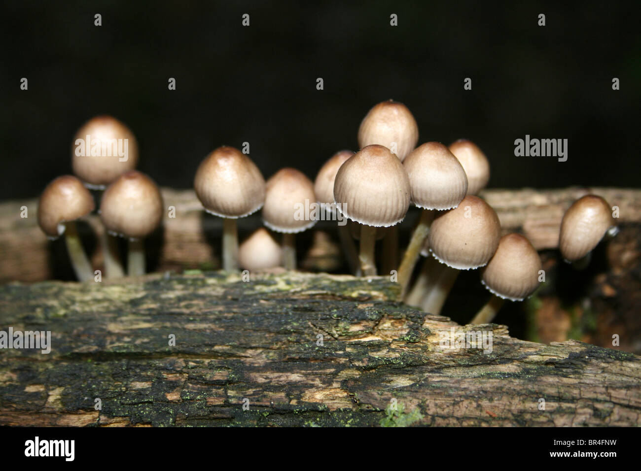 Grupo de Coprinellus hongos crecen en un tronco de árbol tomada en Dibbinsdale LNR, Wirral, REINO UNIDO Foto de stock