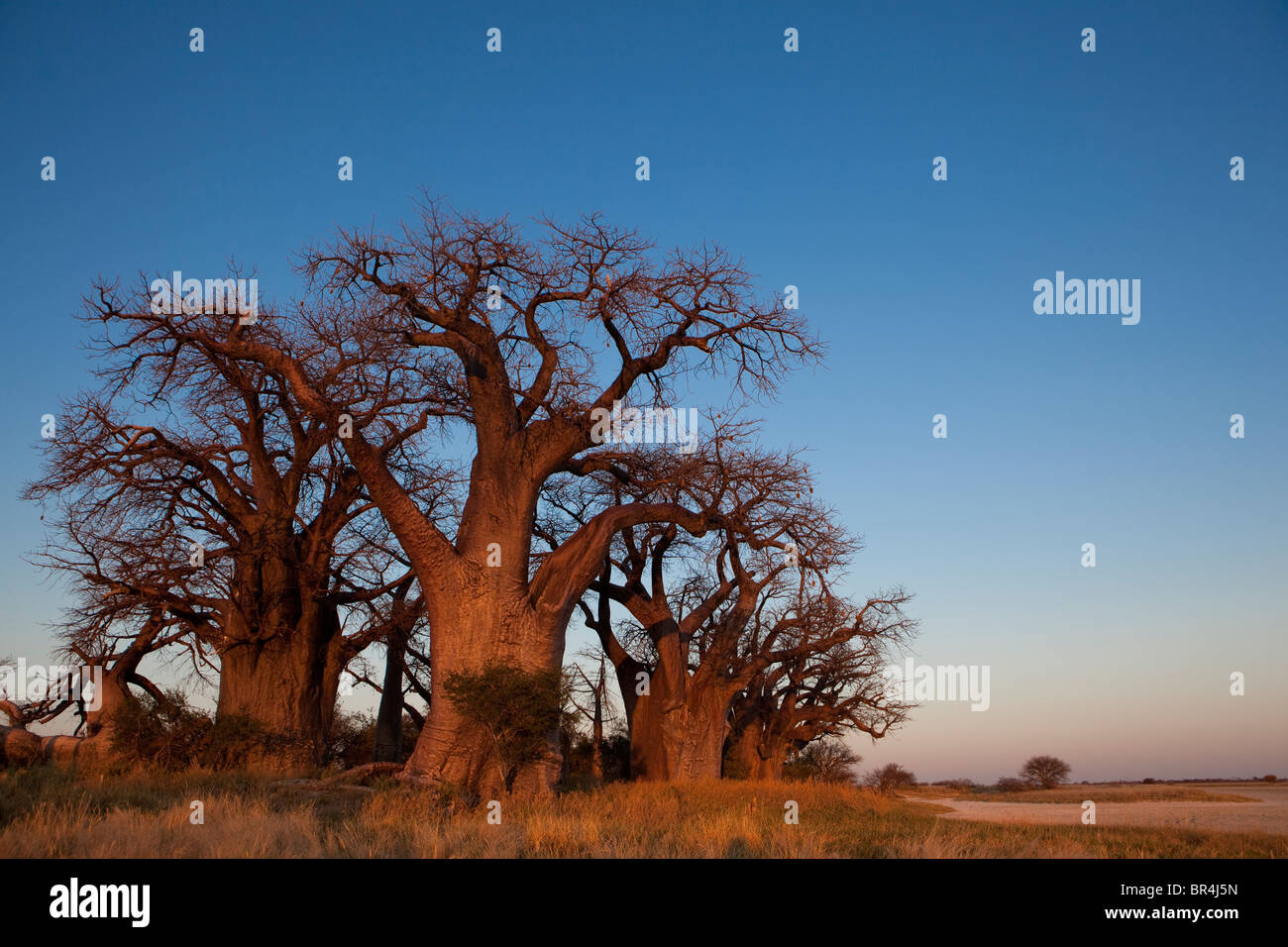 Baines Baobabs, Parque Nacional de Nxai Pan, Botswana Foto de stock