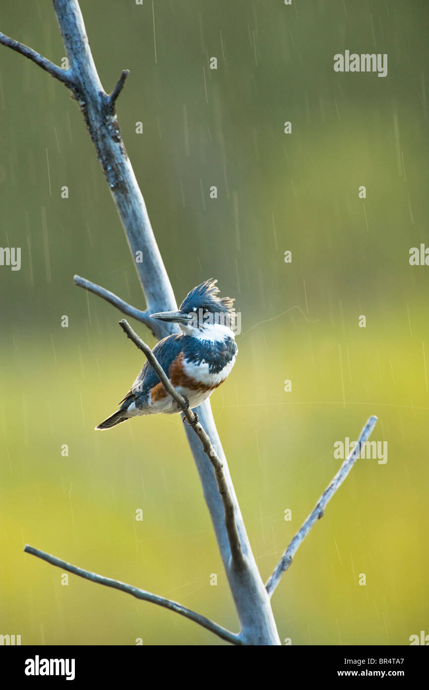 Un martín pescador ave en la lluvia Foto de stock