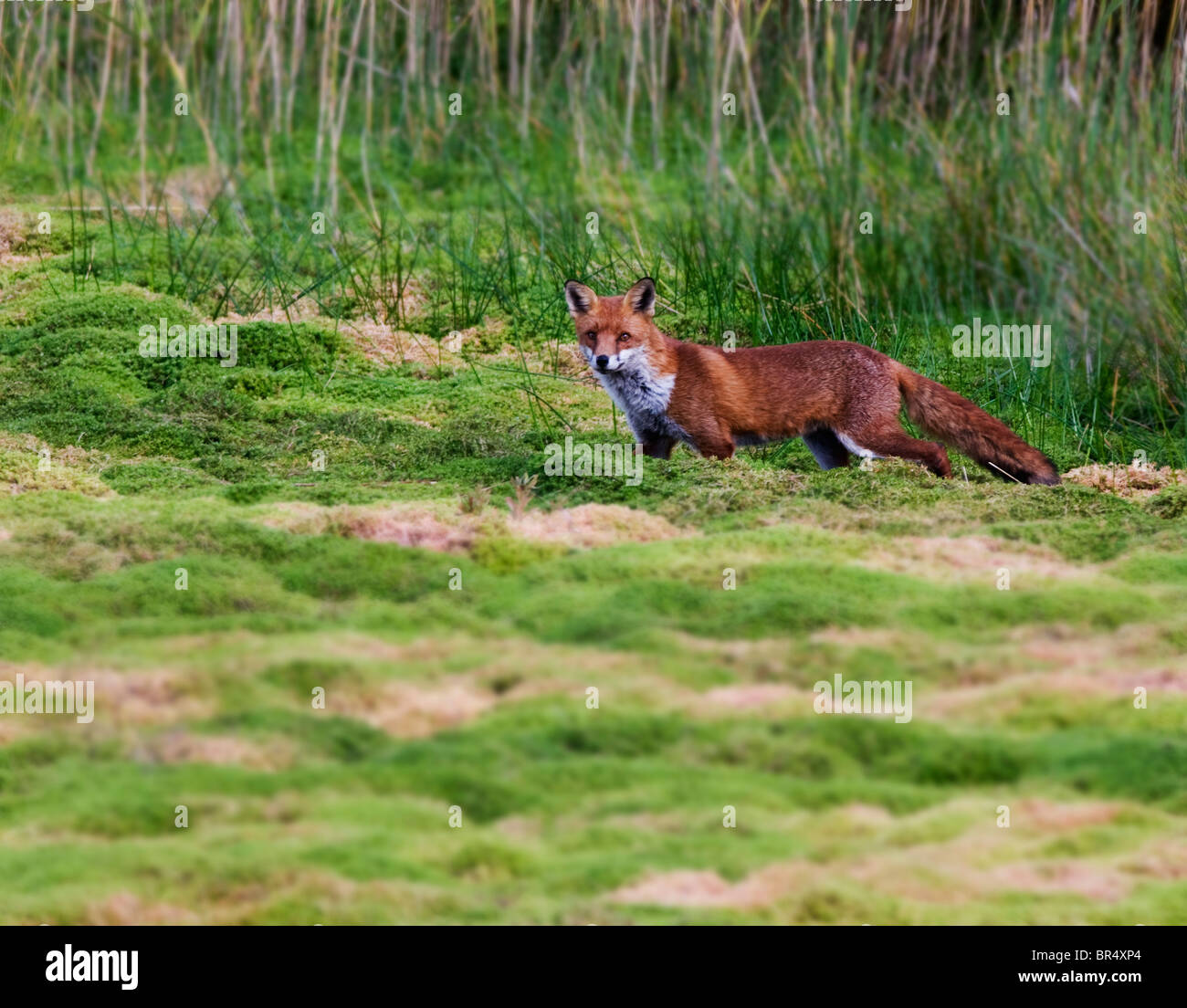 El Zorro Rojo (Vulpes vulpes) en el vagabundeo en la campiña Warwickshire Foto de stock