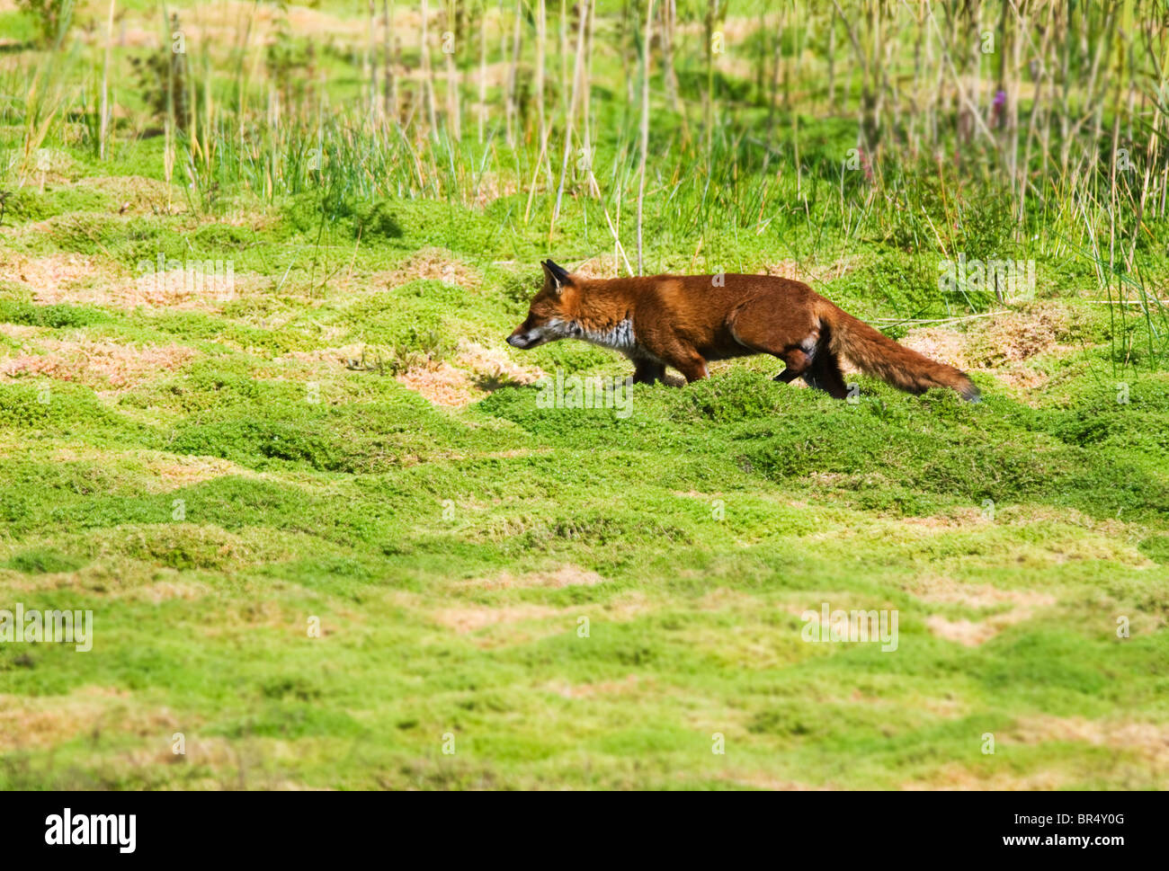 El Zorro Rojo (Vulpes vulpes) en el vagabundeo en la campiña Warwickshire Foto de stock