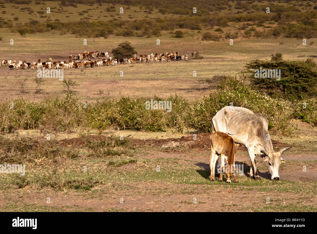 Masai el pastoreo del ganado durante la sequía en Masai Mara, Kenya, Africa. Foto de stock