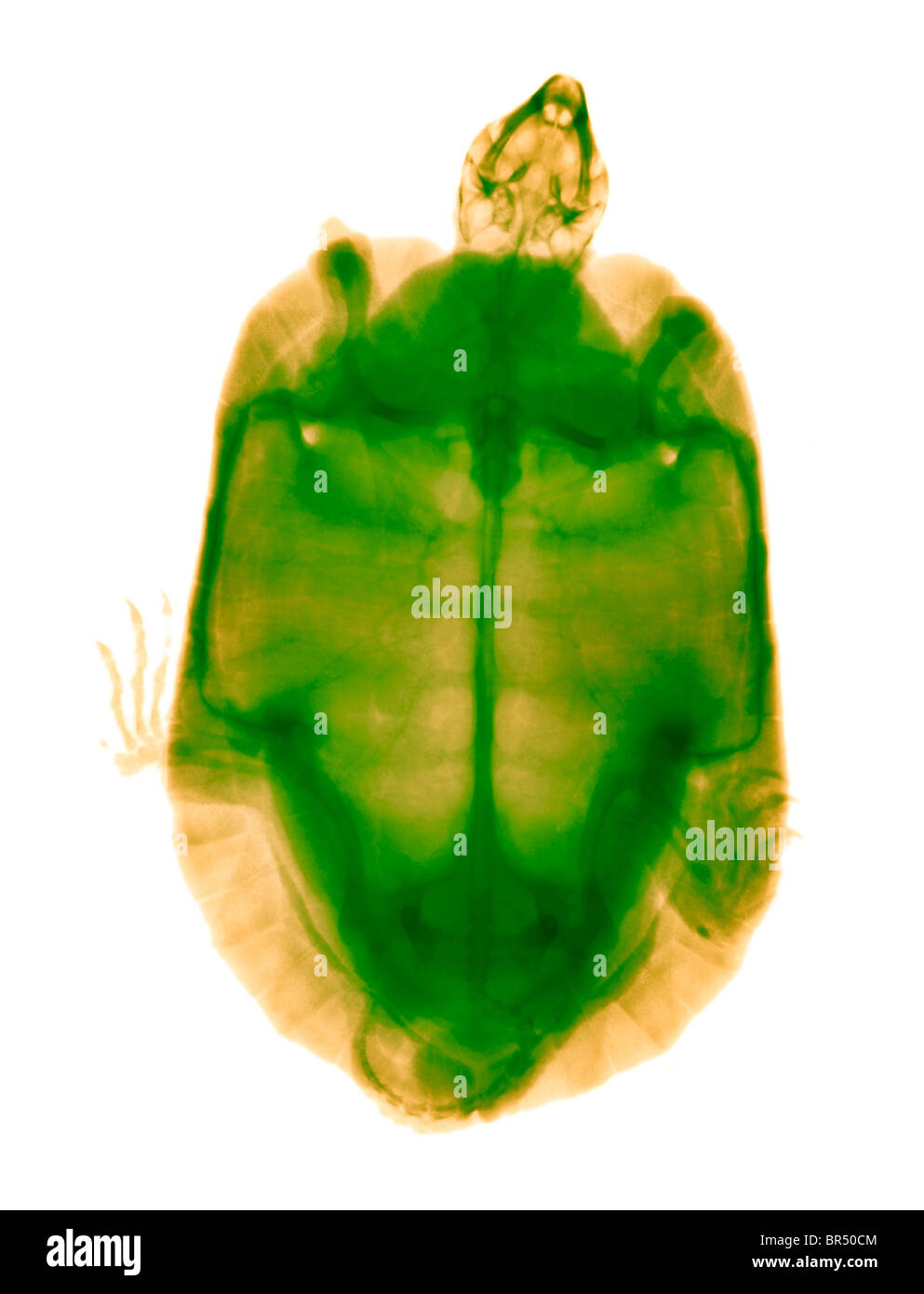 Radiografía de una tortuga de madera encuentra perdido ambas patas delanteras, que probablemente fueron cortadas por una persona Foto de stock