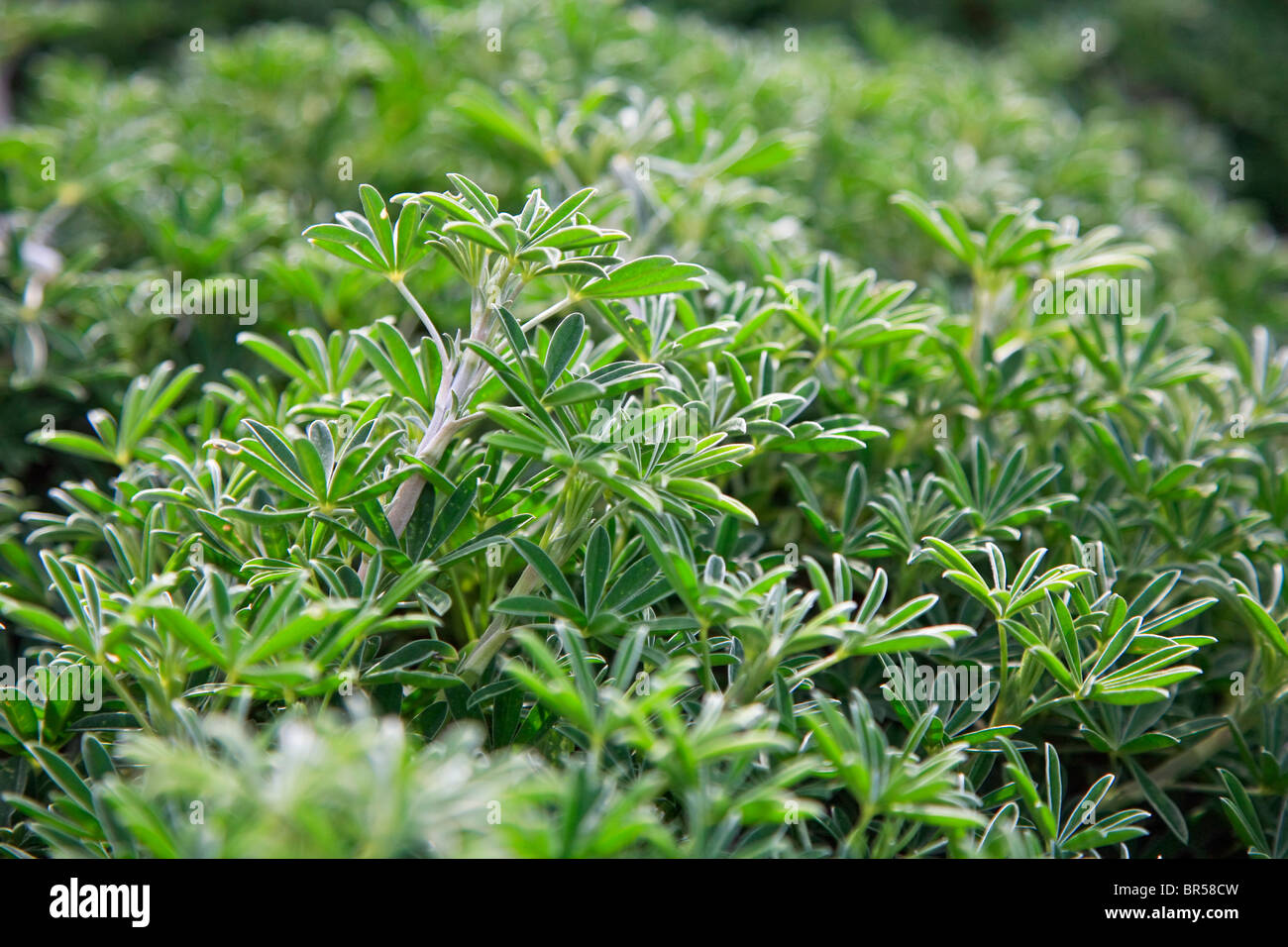 LUPINE planta florece a lo largo de la costa TRAIL - Point Reyes National Seashore, CALIFORNIA Foto de stock