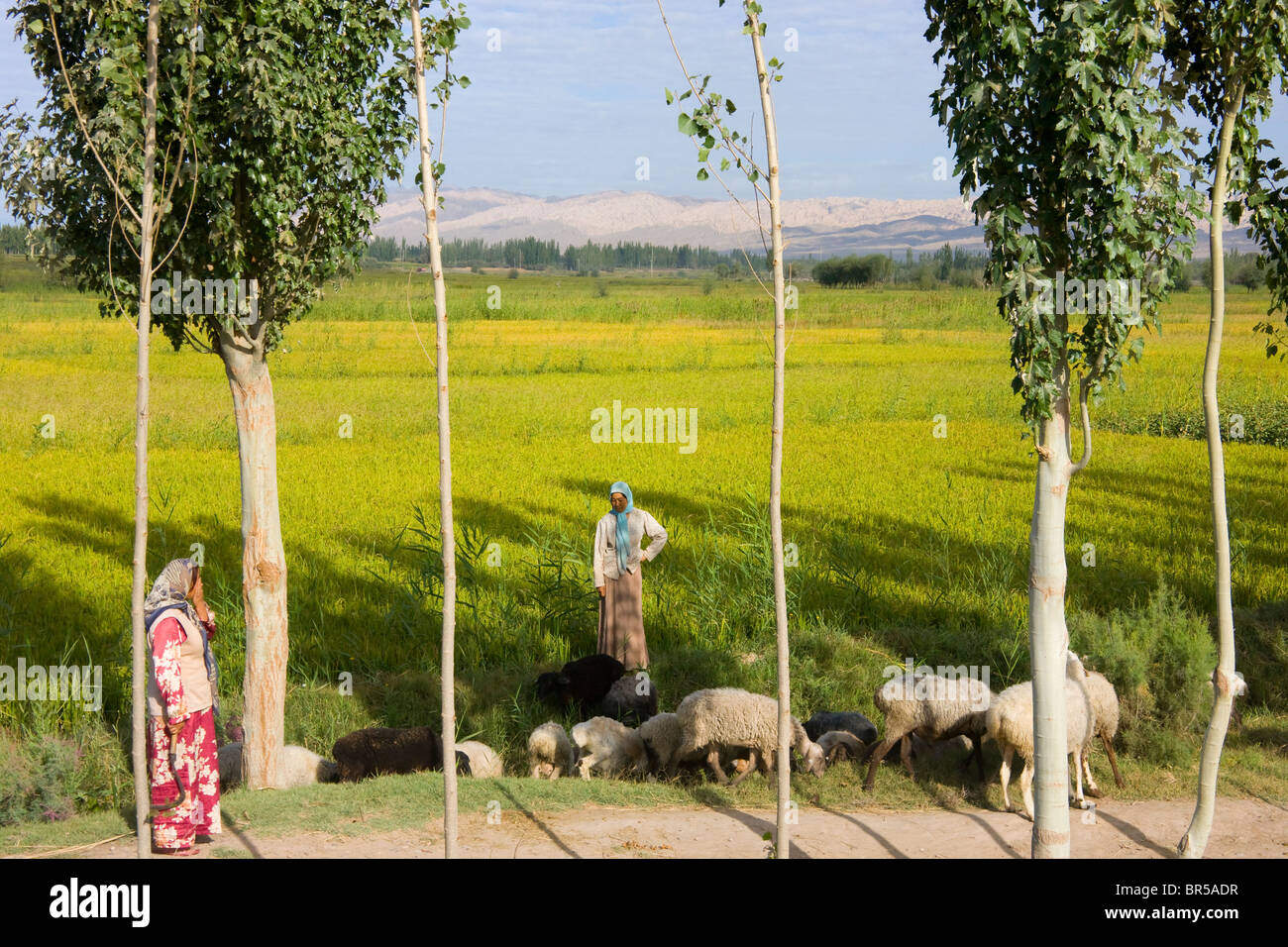 Mujer uigur pastoreando ovejas en el campo, Hotan,, Xinjiang, China Foto de stock