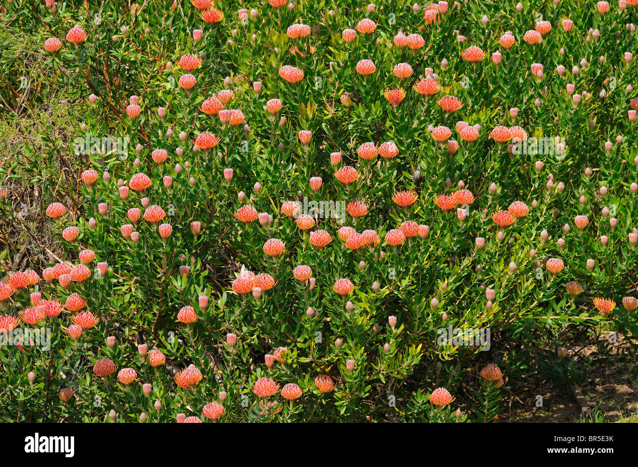 Leucospermum Scarlet Ribbon Hybride, Reino Floral del Cabo, Sudáfrica Foto de stock