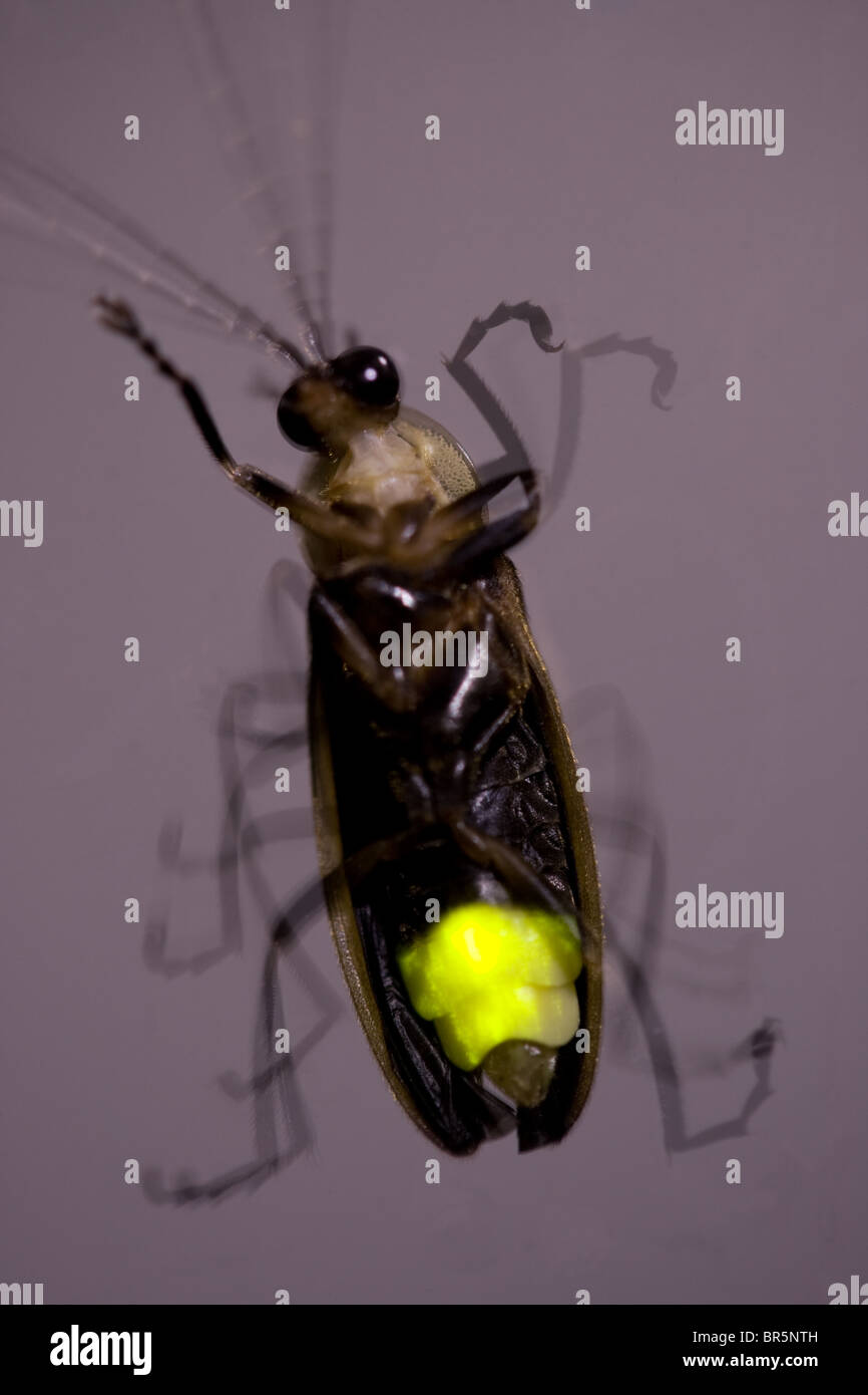 Firefly flashing fotografías e imágenes de alta resolución Alamy