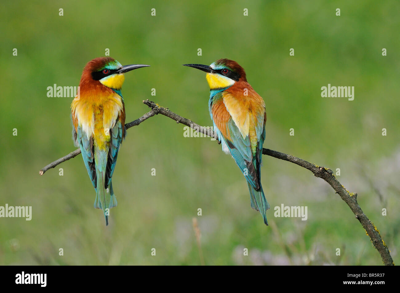 (Merops apiaster) par encaramado en la rama, uno frente al otro, Bulgaria Foto de stock