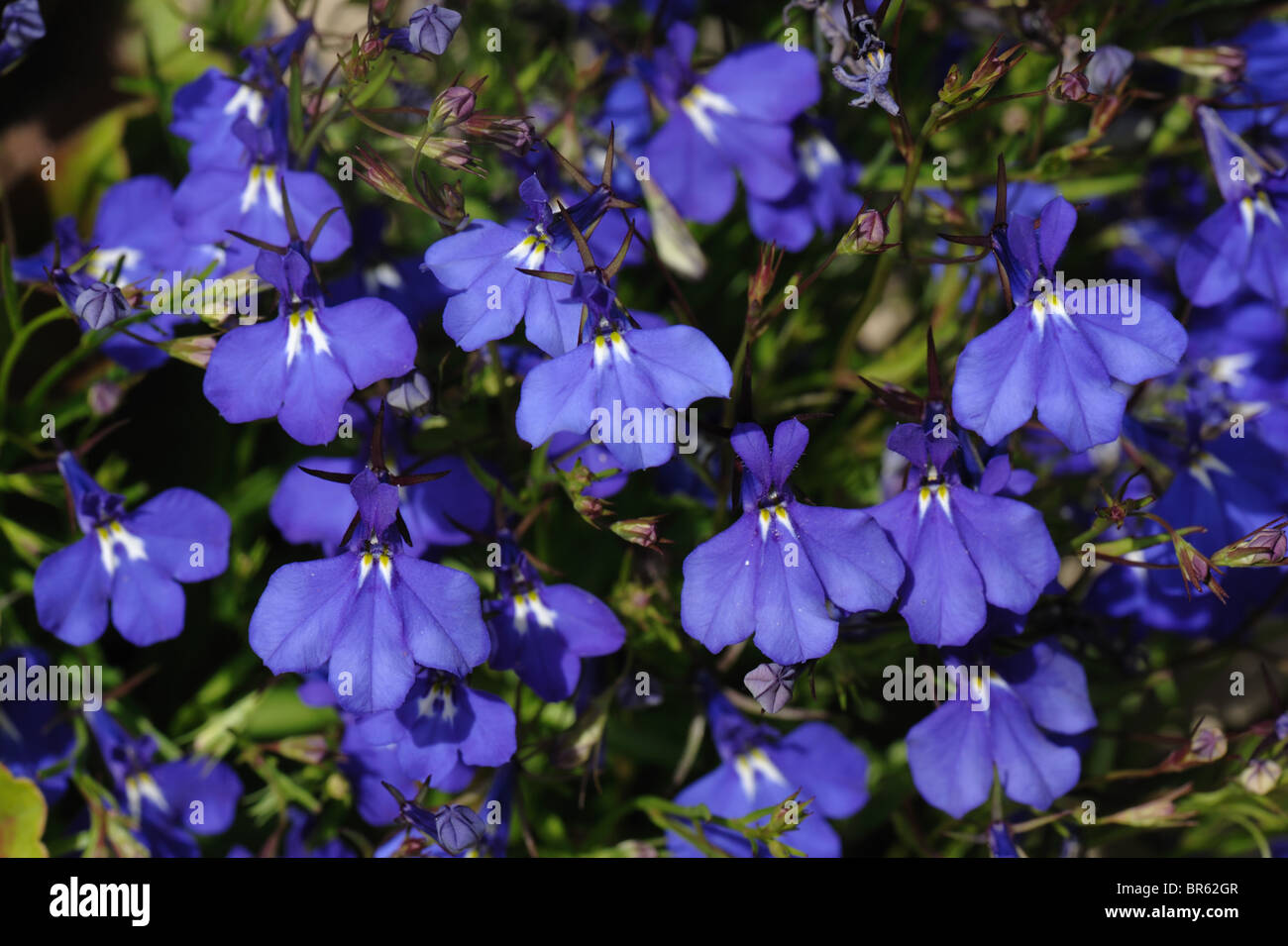 Arrastre Lobelia erinus azul en flor en el jardín contenedor Foto de stock
