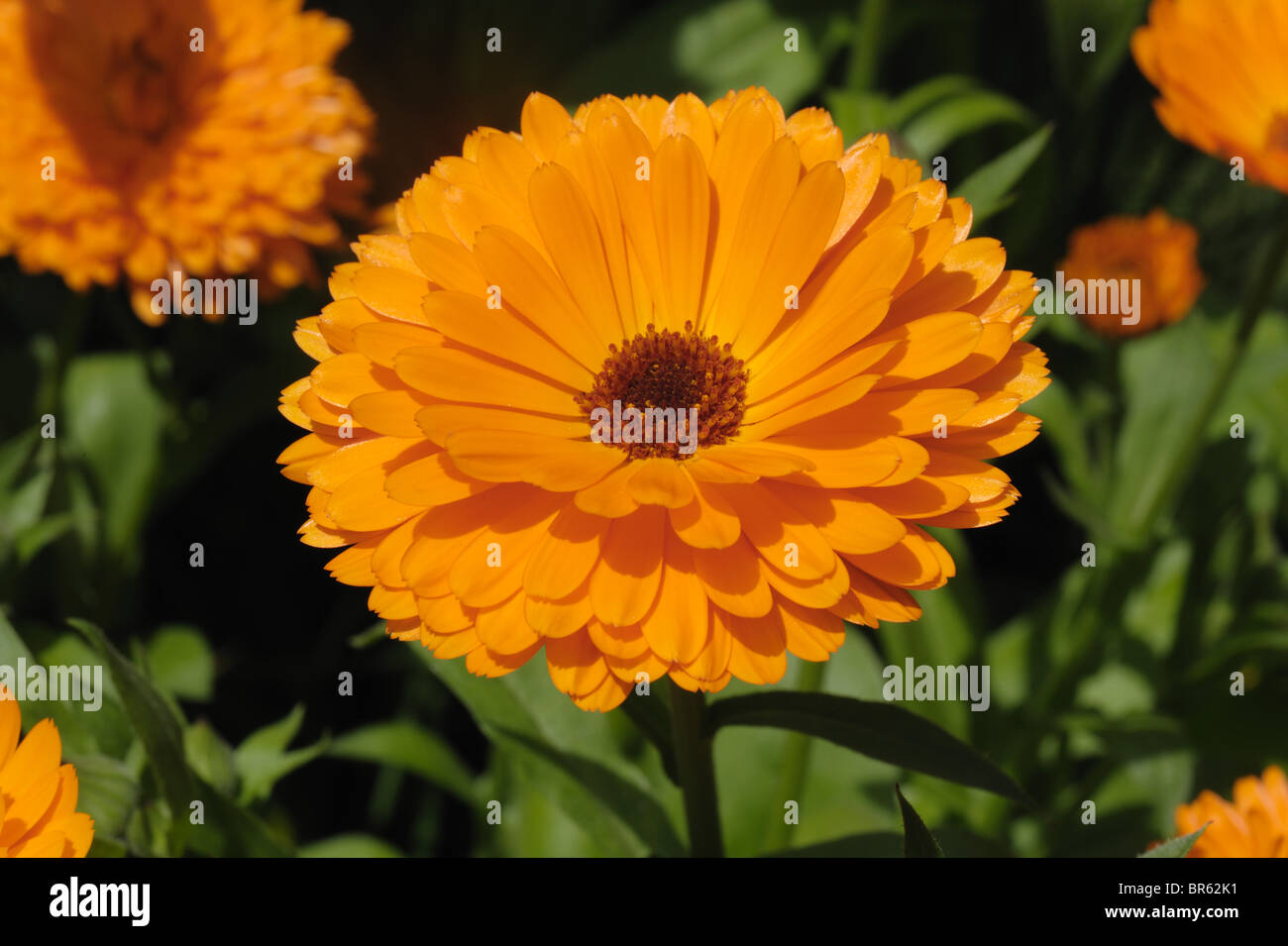 Comunes de caléndula (Calendula officinalis), un jardín de flores de naranja Planta de compañia Foto de stock