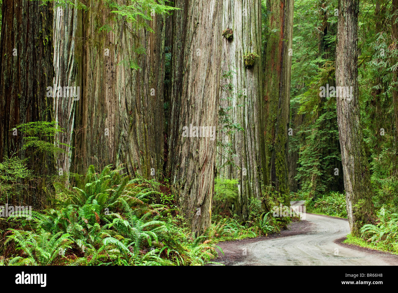 Carretera a través de secoyas, Jedediah Smith Redwoods State Park, California. Foto de stock