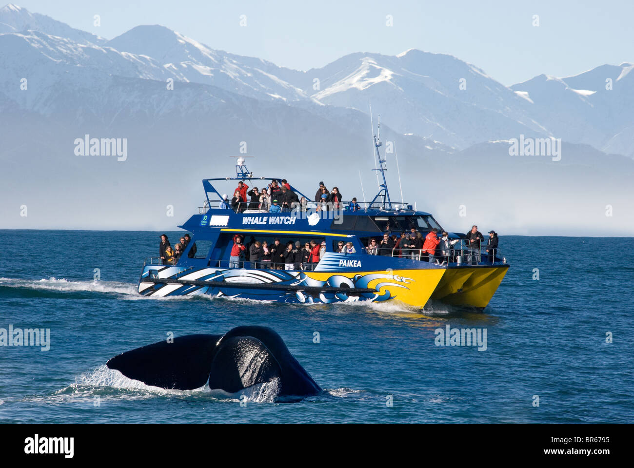 Una ballena inmersiones en frente de observadores de ballenas en Kaikoura, Nueva Zelanda Foto de stock