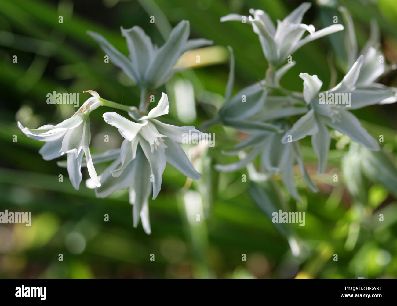 Colgante Estrella de Belén Flores, Ornithogalum nutans, Hyacinthaceae,  Europa y América del Norte Fotografía de stock - Alamy