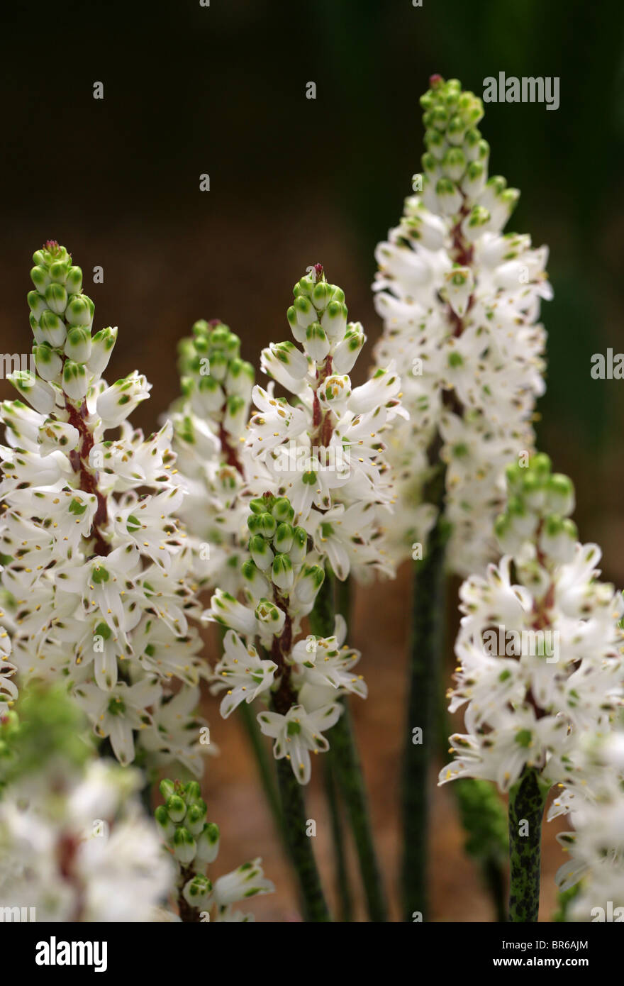 Jacinto Silvestre, Lachenalia contaminata, Hyacinthaceae, Sudáfrica Foto de stock