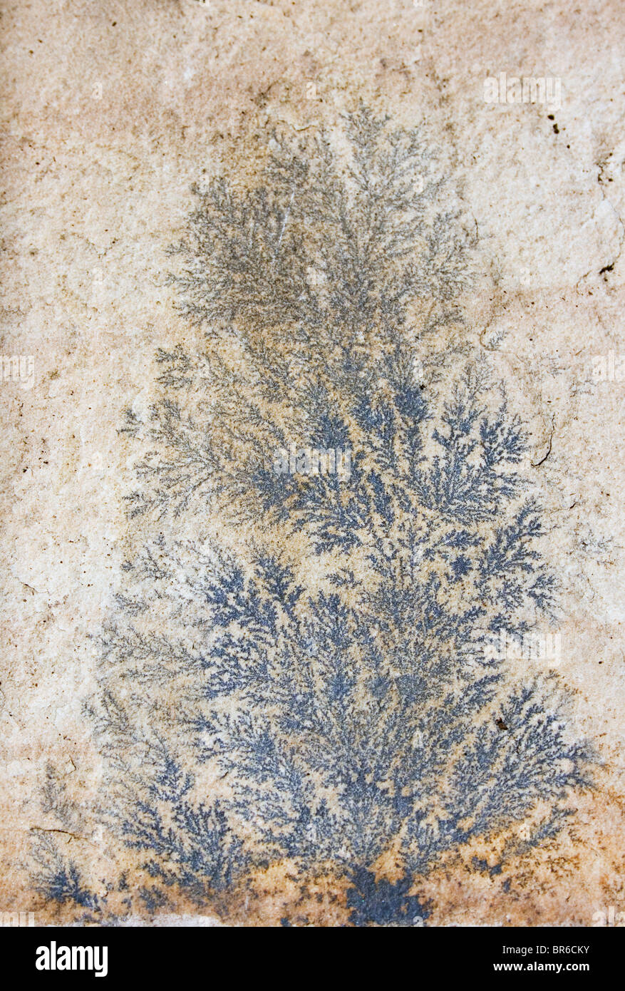 Patrón de helecho fosilizada en piedra arenisca. Foto de stock