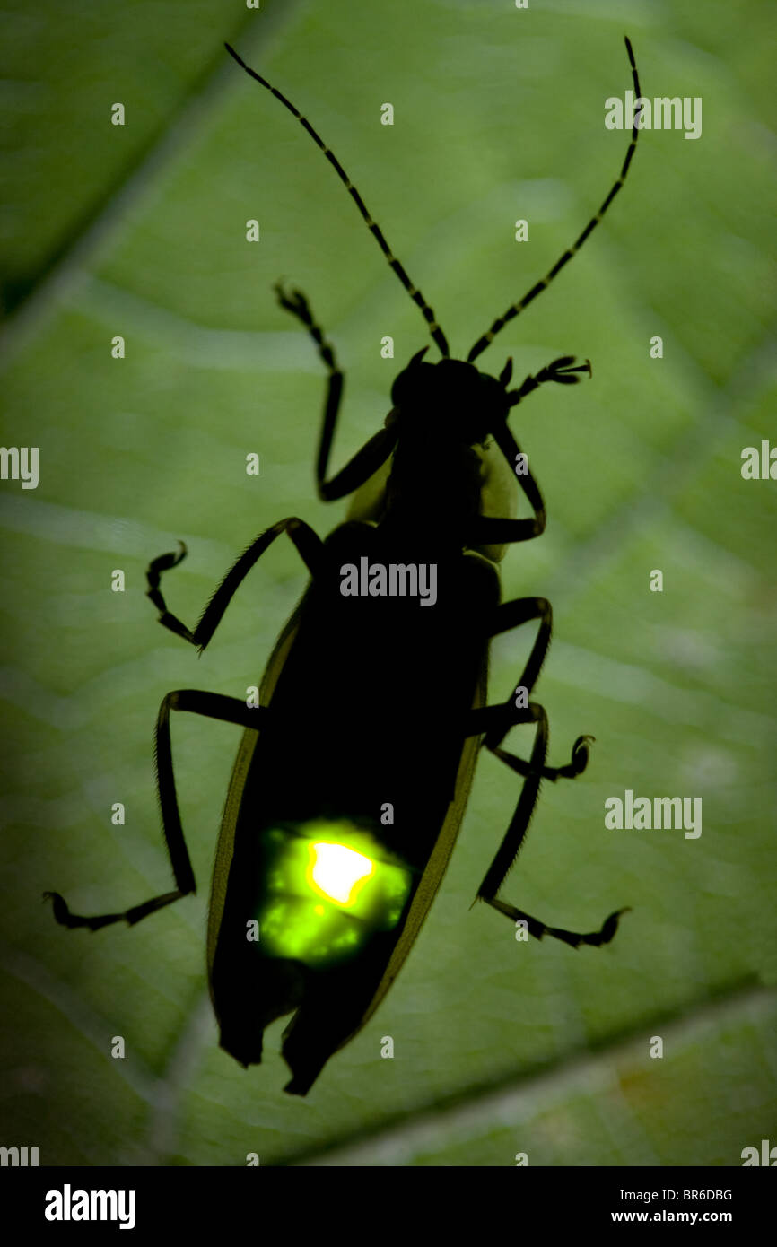 Luciérnaga parpadeando en la noche - Lightning Bug Foto de stock