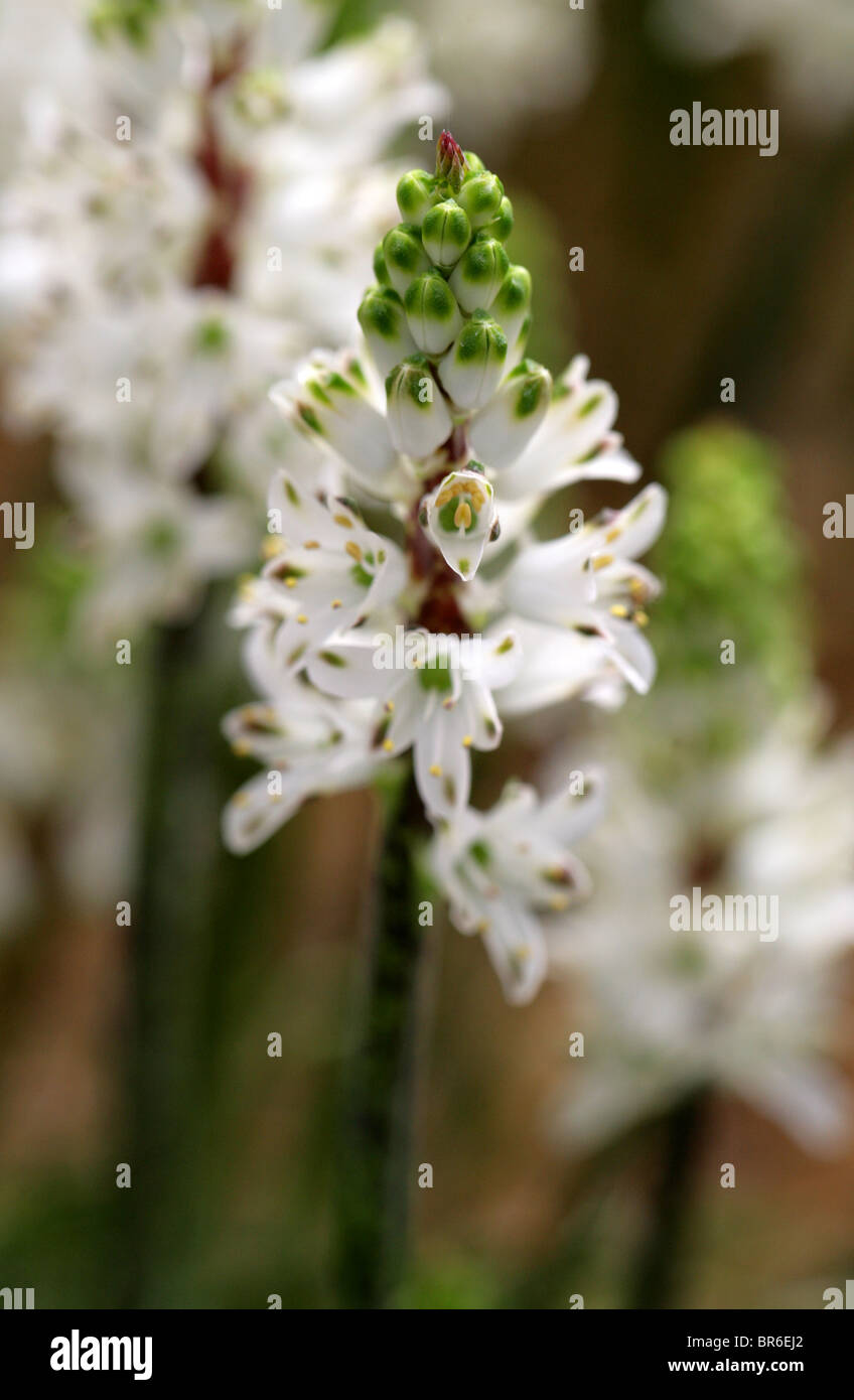 Jacinto Silvestre, Lachenalia contaminata, Hyacinthaceae, Sudáfrica Foto de stock