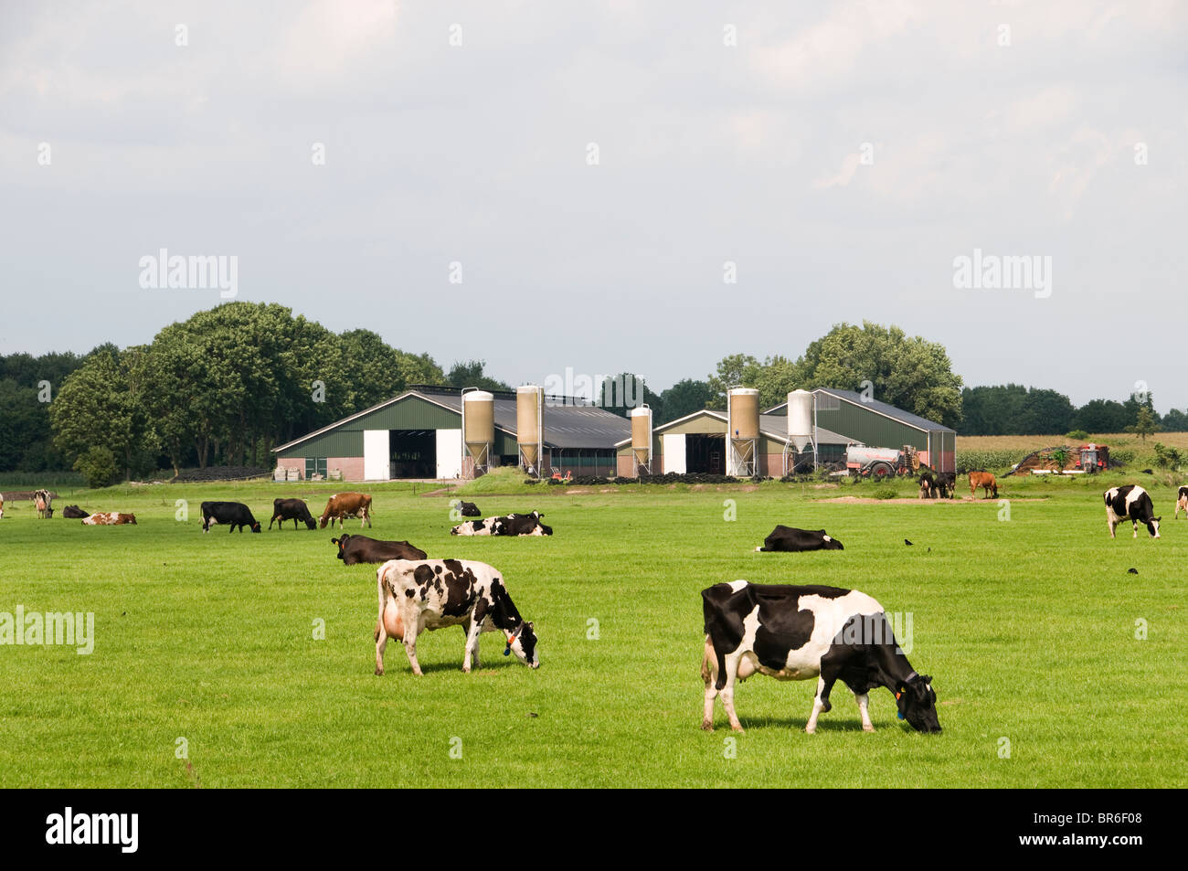 Frisia Holanda moderna agricultura Granja vacas vaca Foto de stock