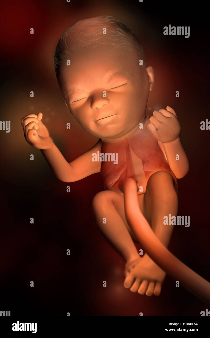 Este 3D imagen médica representa un feto en (24) semanas. Por este punto en el desarrollo, el sistema pulmonar está completamente desarrollado. Foto de stock