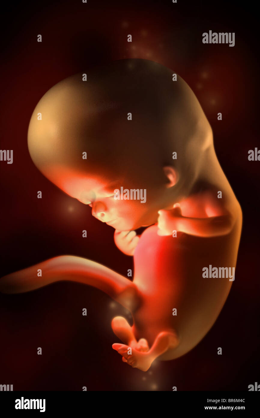 Este 3D imagen médica representa un feto en la semana 10. Foto de stock